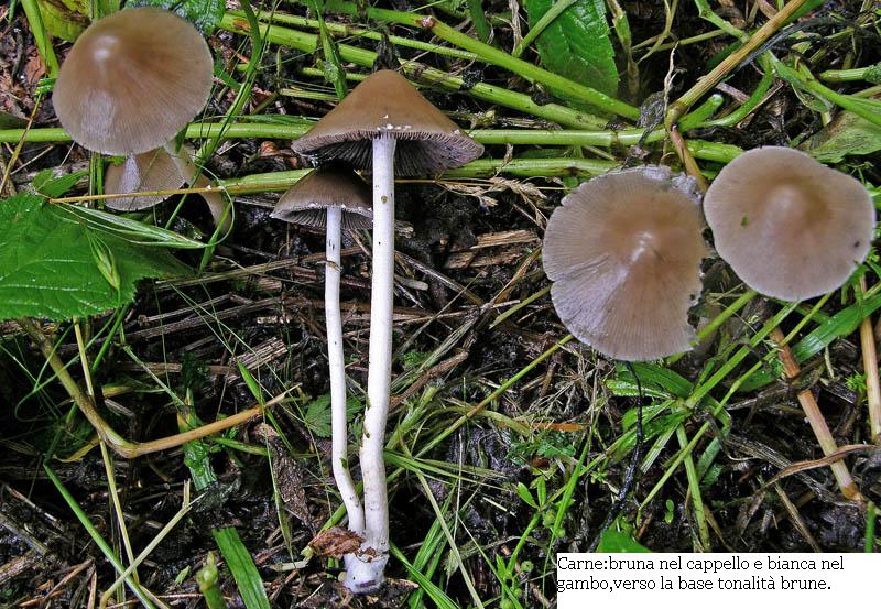 Psathyrella sp.da determinare.